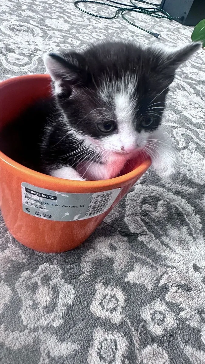Kittens - Image 2