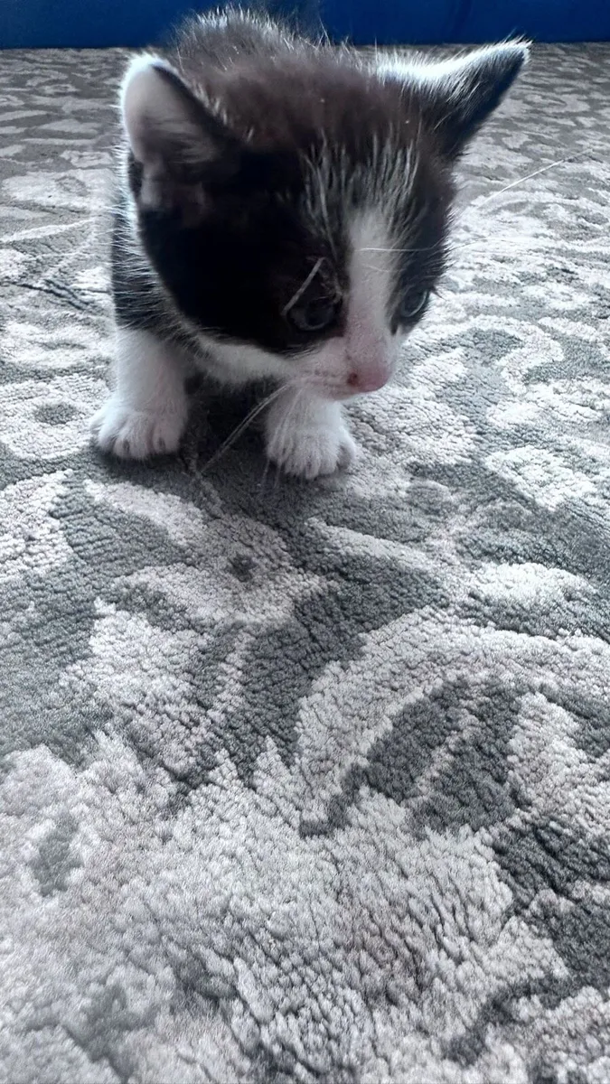Kittens - Image 3
