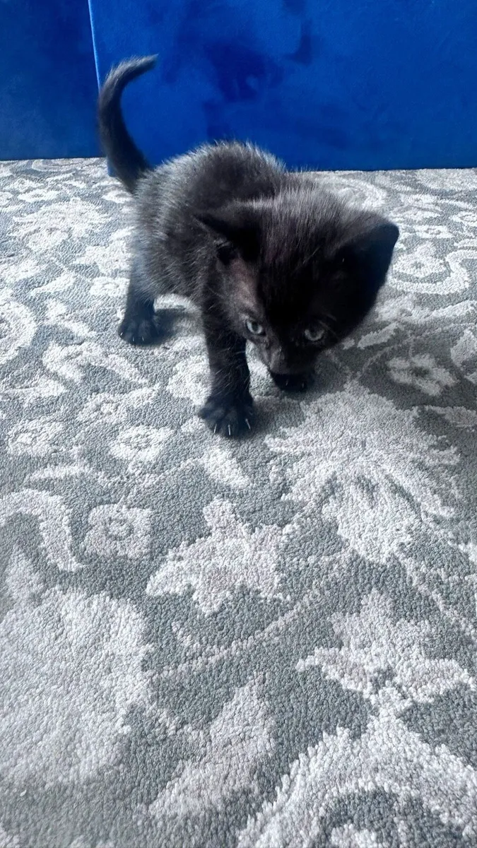 Kittens - Image 4