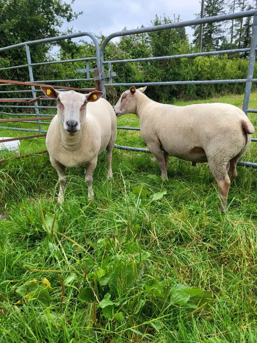 Hogget Charolais Rams - Image 3