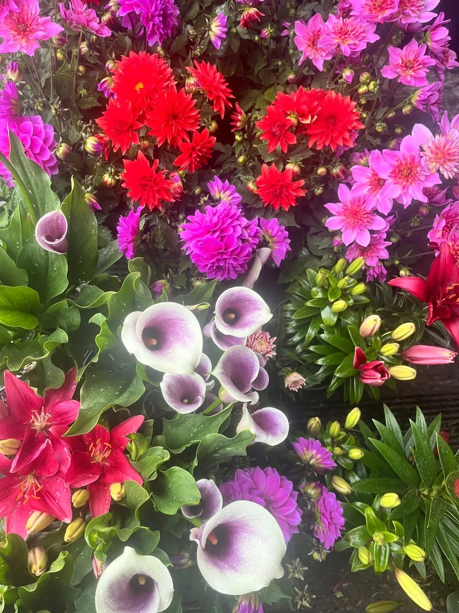 Perennial Flowers,Hedges,Shrubs & Trees + more - Image 1