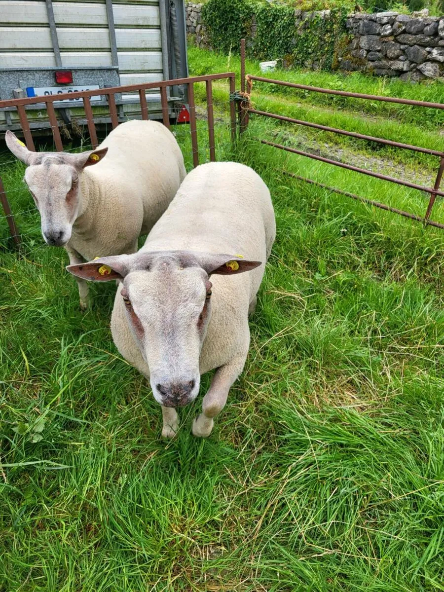 Hogget Charolais Rams - Image 1