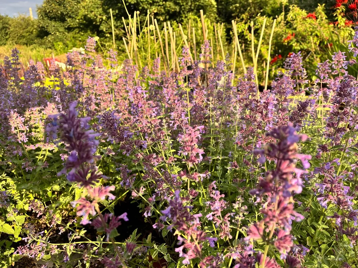 New Plant Nursery Navan - Image 1