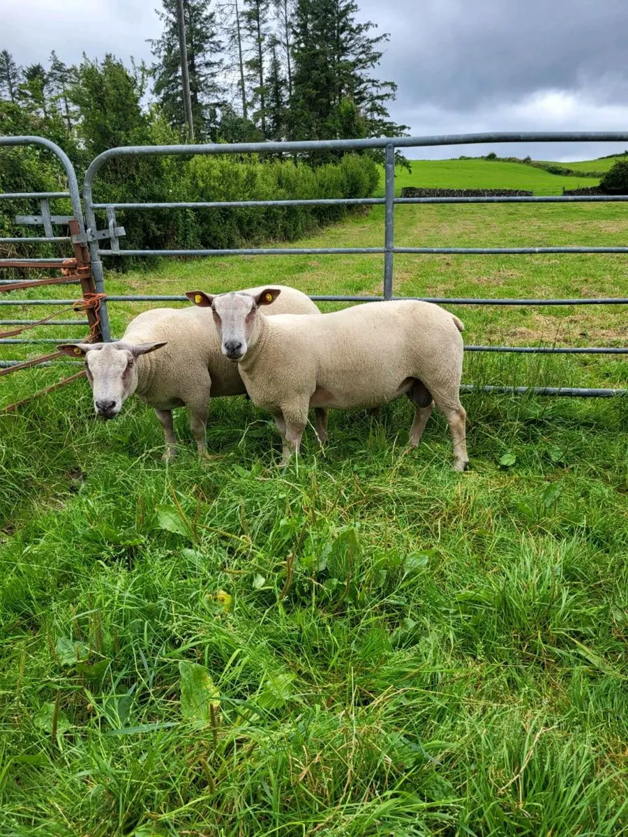 Hogget Charolais Rams - Image 2