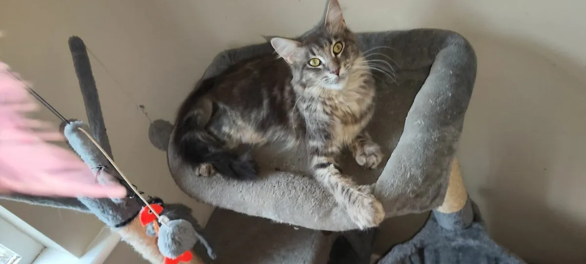 Maine Coon - Image 2