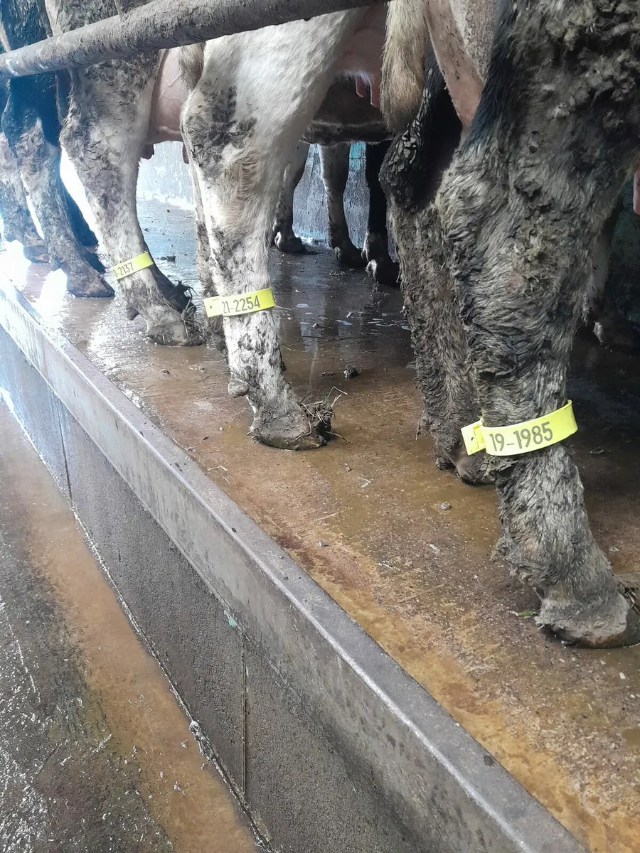 Cow identification legstraps - Image 1