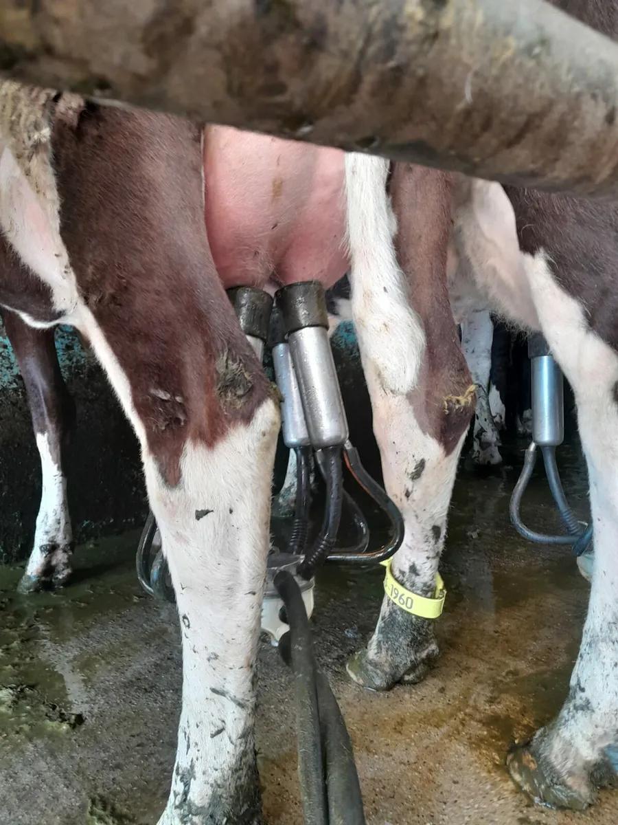 Cow identification legstraps - Image 3