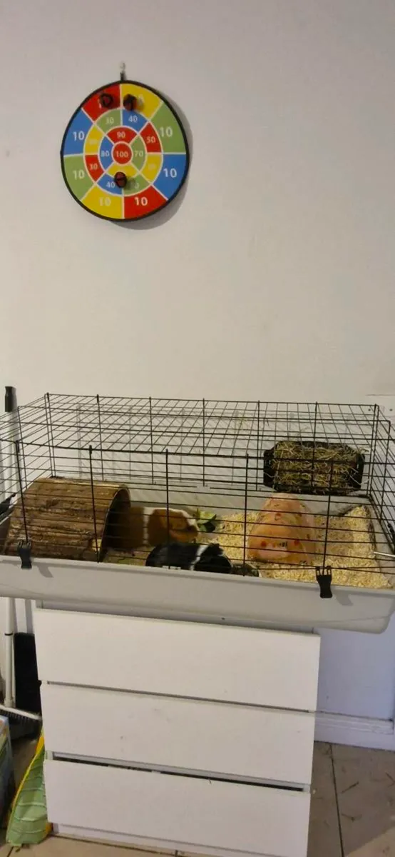 Guinea Pigs - Image 2