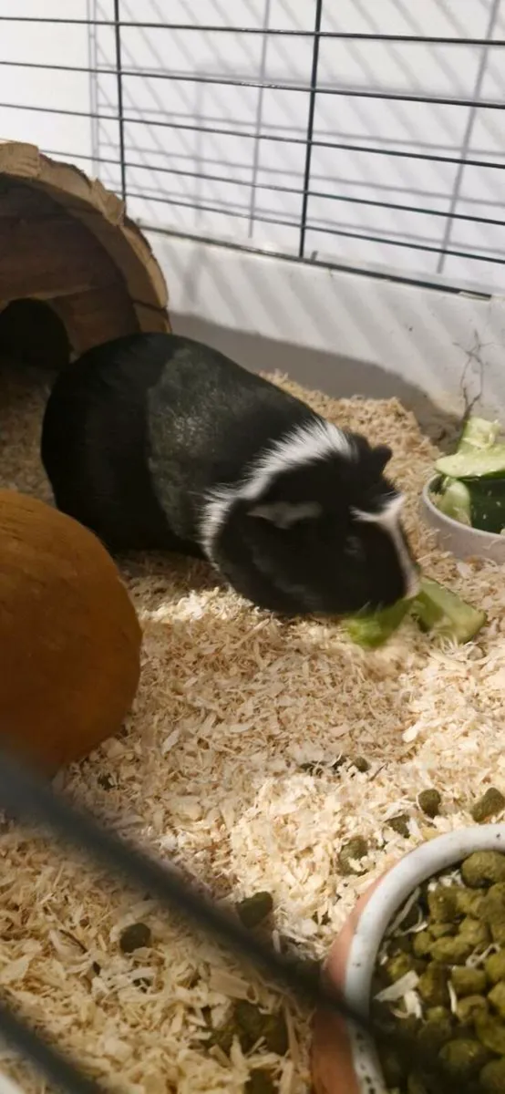 Guinea Pigs - Image 3