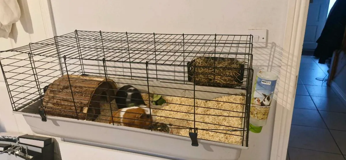 Guinea Pigs - Image 4