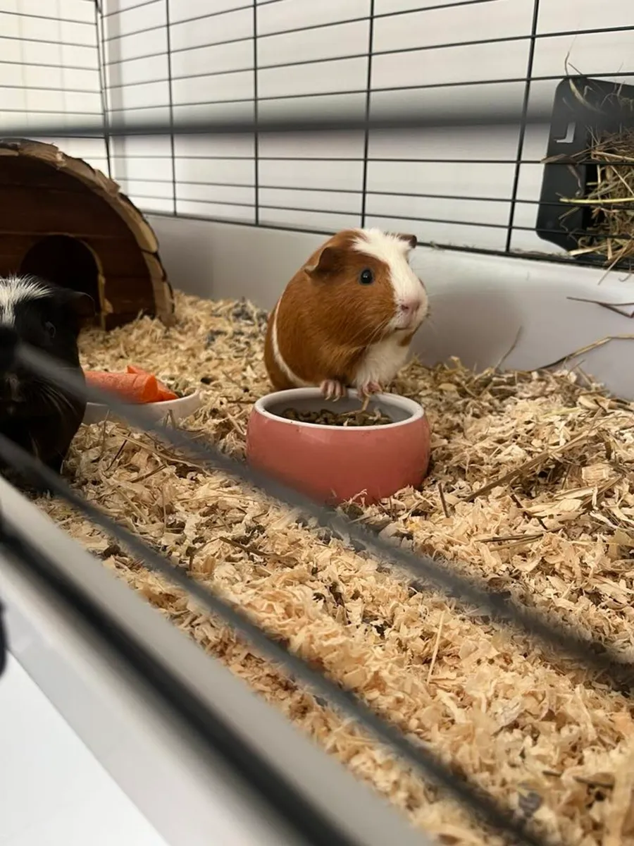 Guinea Pigs - Image 1