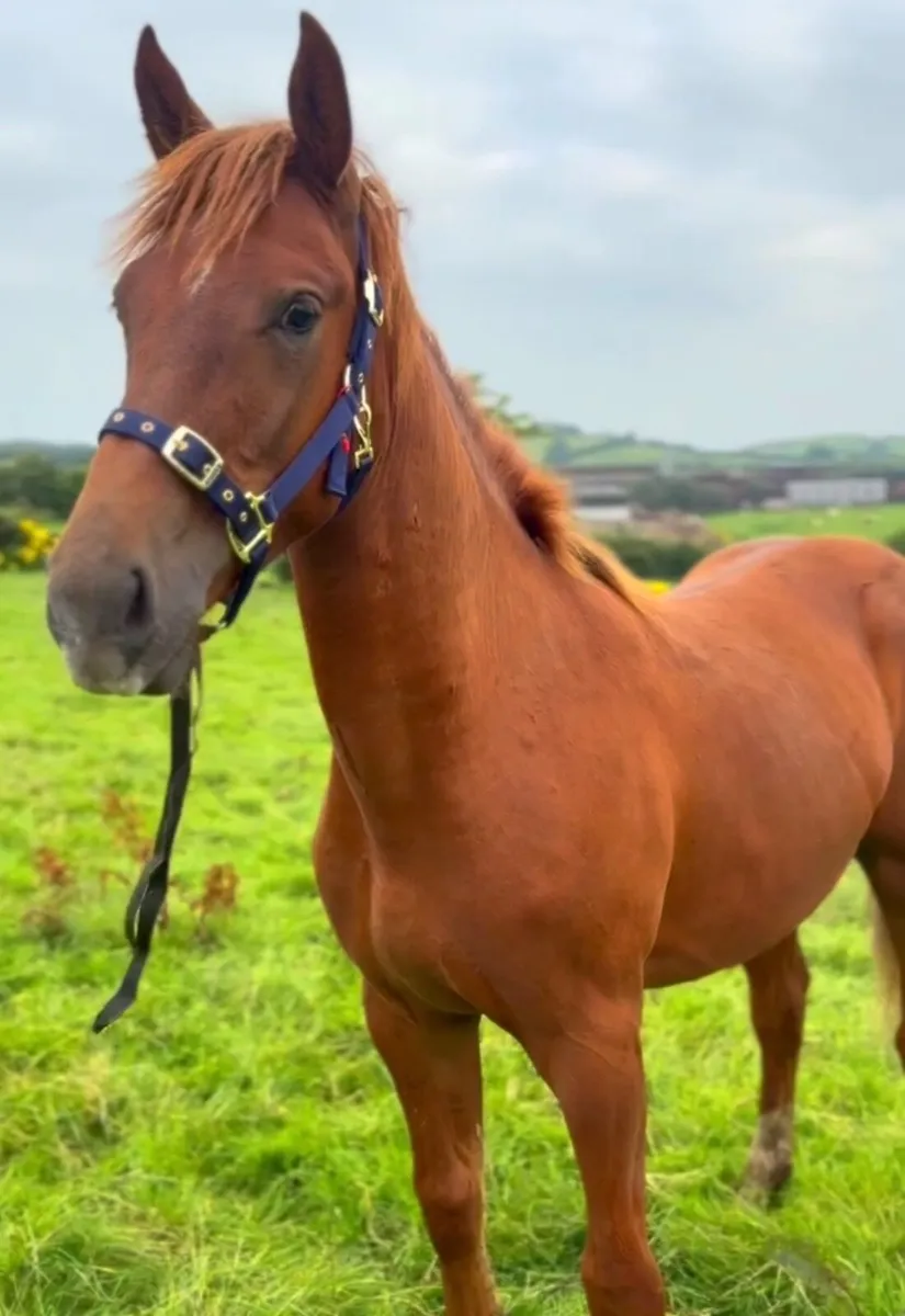 Chestnut Yearling Colt ID/ISH - Image 1