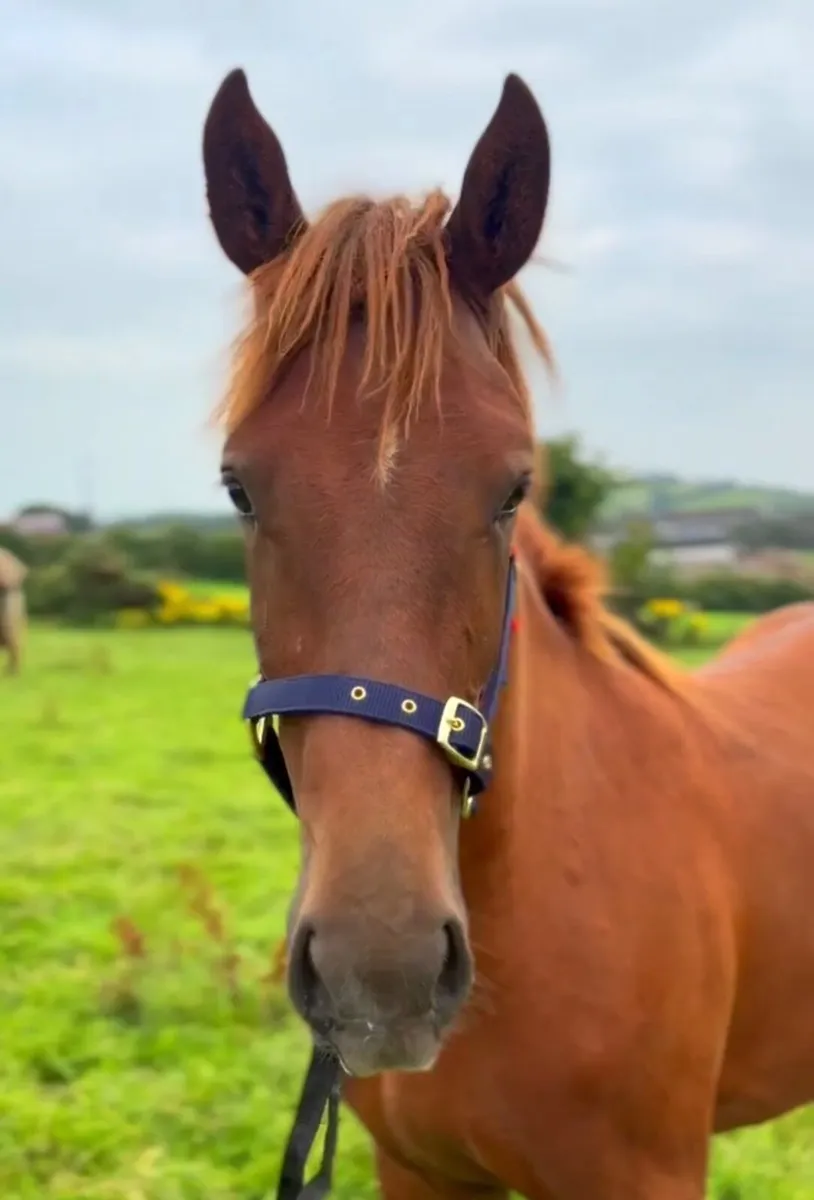 Chestnut Yearling Colt ID/ISH - Image 2