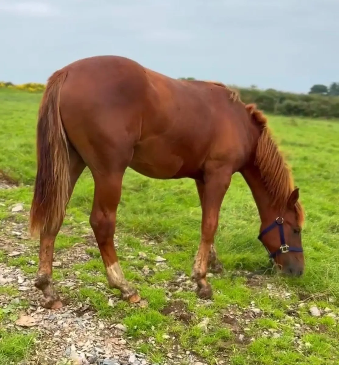 Chestnut Yearling Colt ID/ISH - Image 3