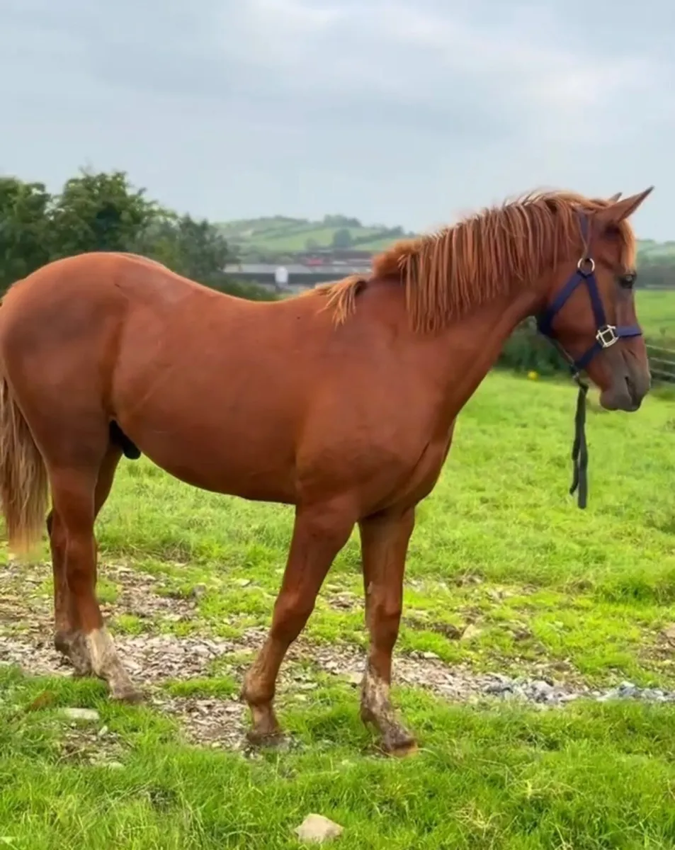 Chestnut Yearling Colt ID/ISH - Image 4