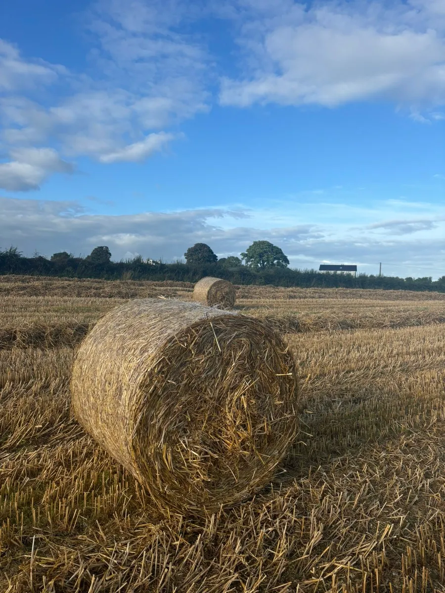 Straw - Image 1