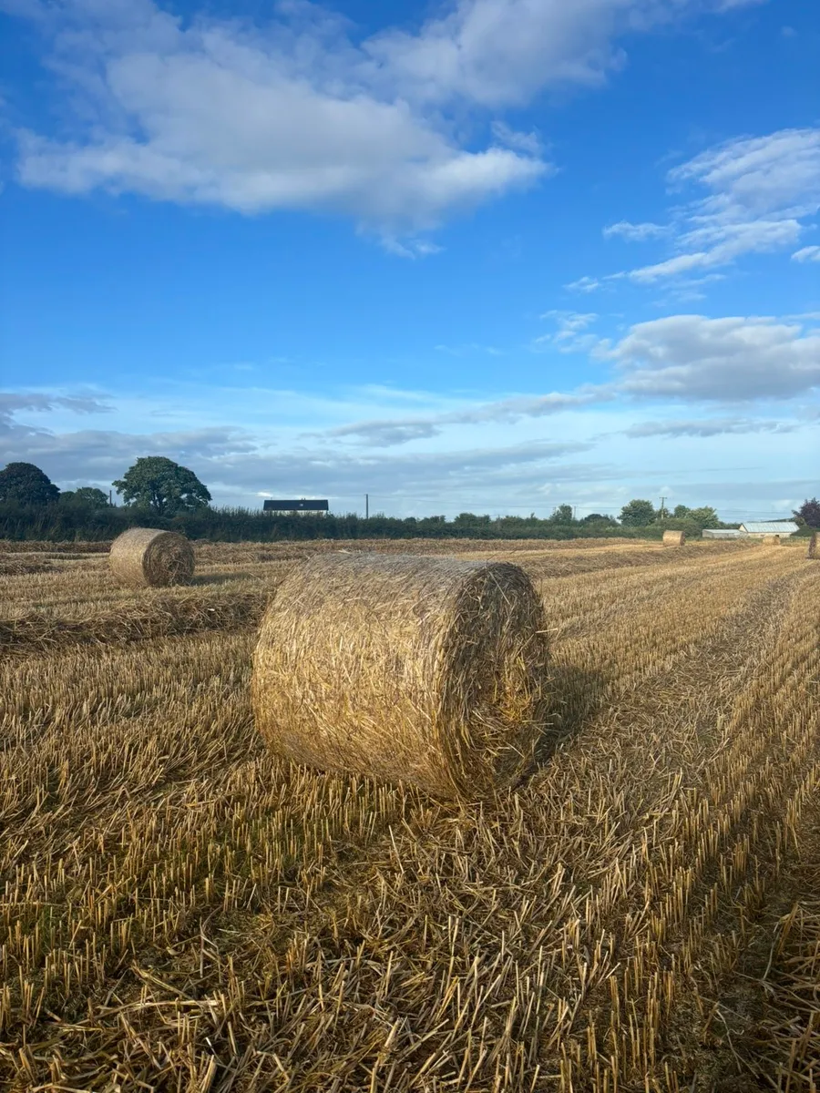 Straw - Image 2