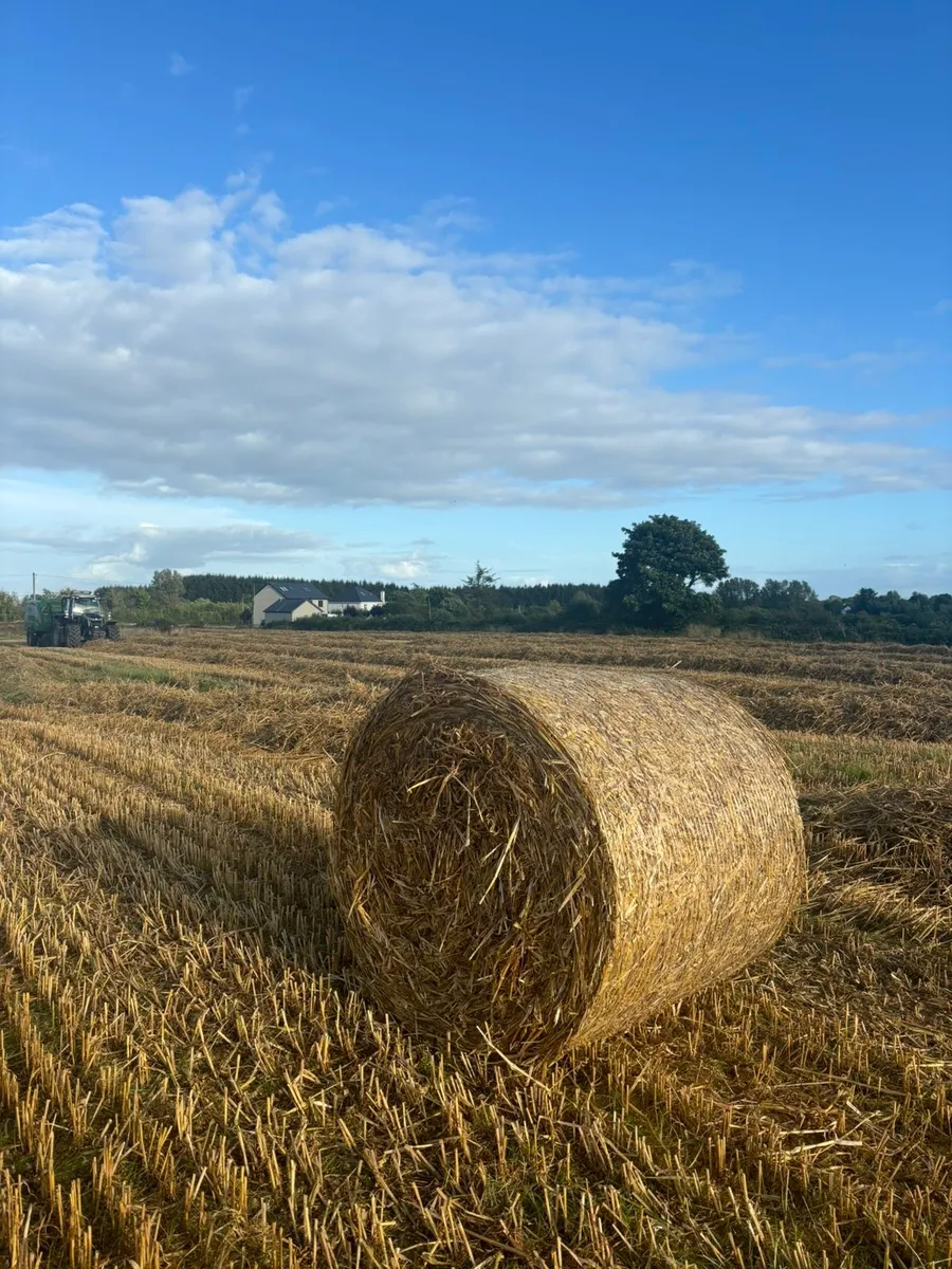 Straw - Image 3