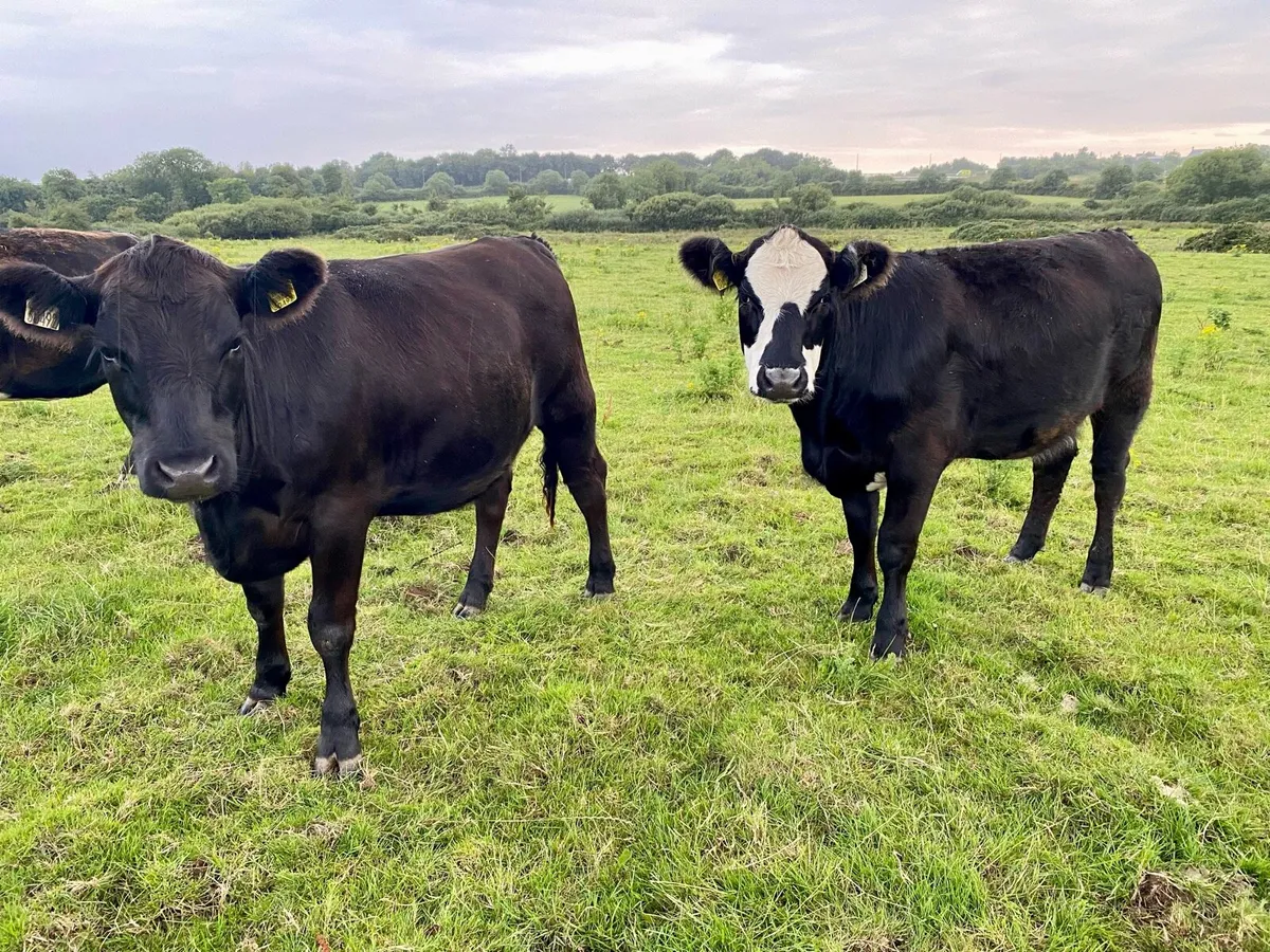 Organic heifers - Image 1