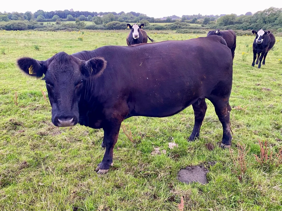 Organic heifers - Image 2