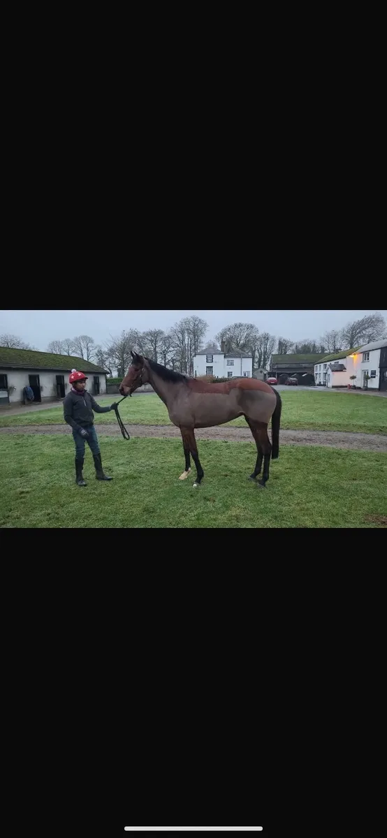 5yo TB bay mare - Image 1