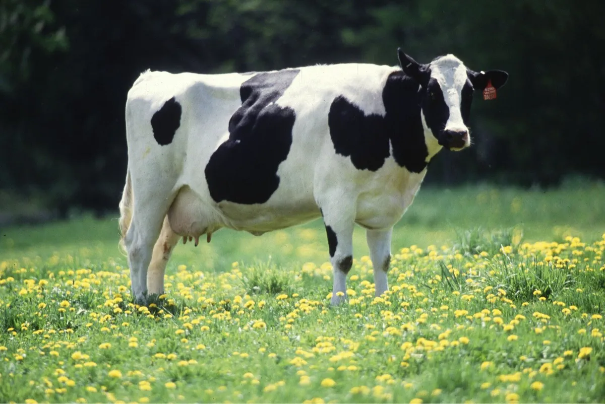 Wanted young empty cows for breeding