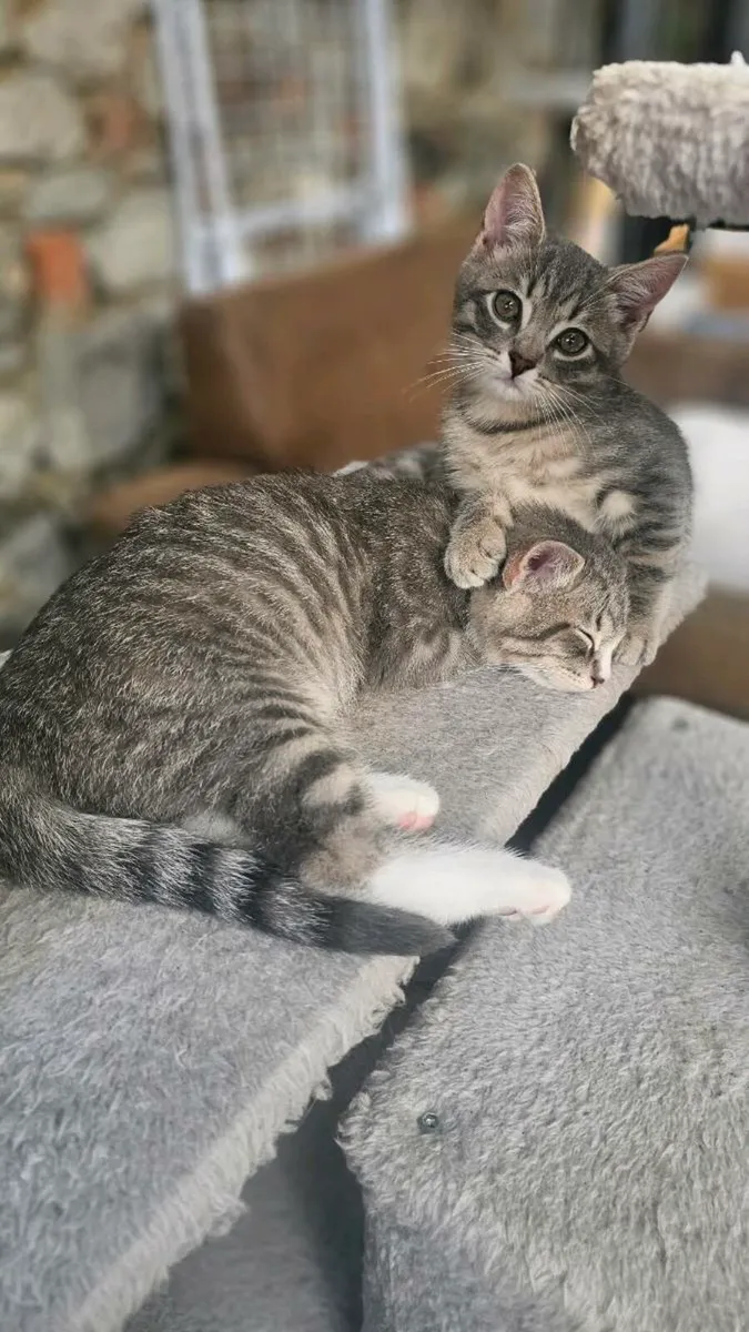 Cat - Image 3