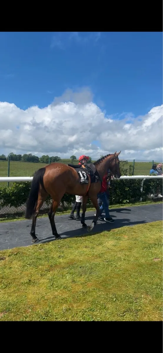 5yo TB bay mare - Image 2