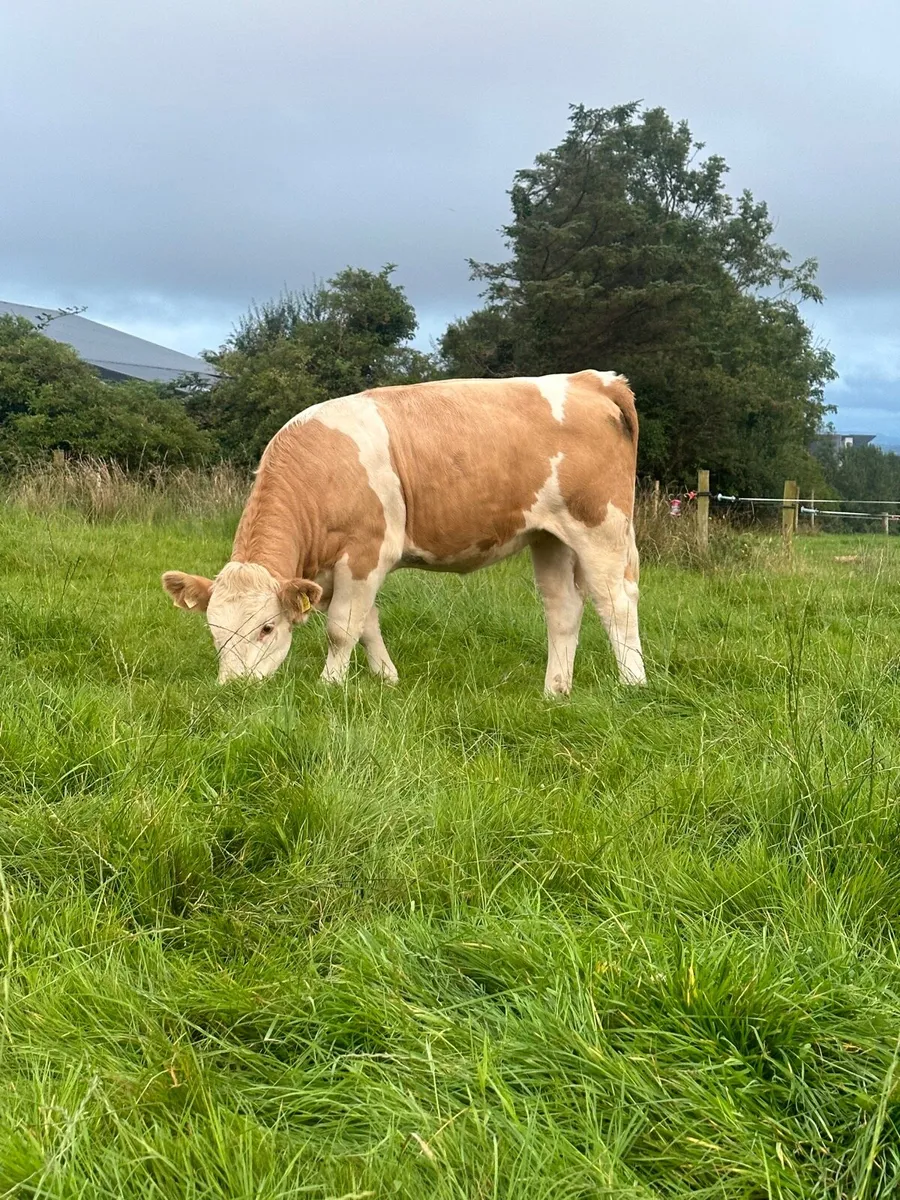 PBR Simmental weanling heifers - Image 4