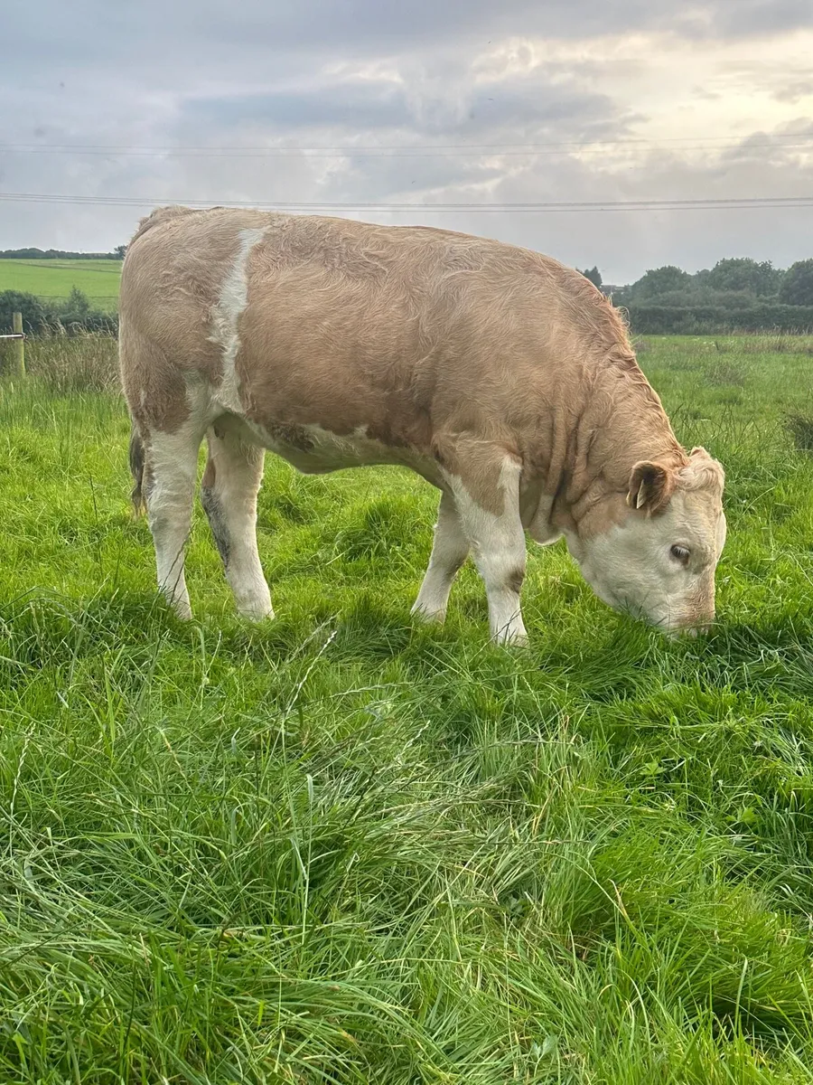PBR Simmental weanling heifers - Image 2