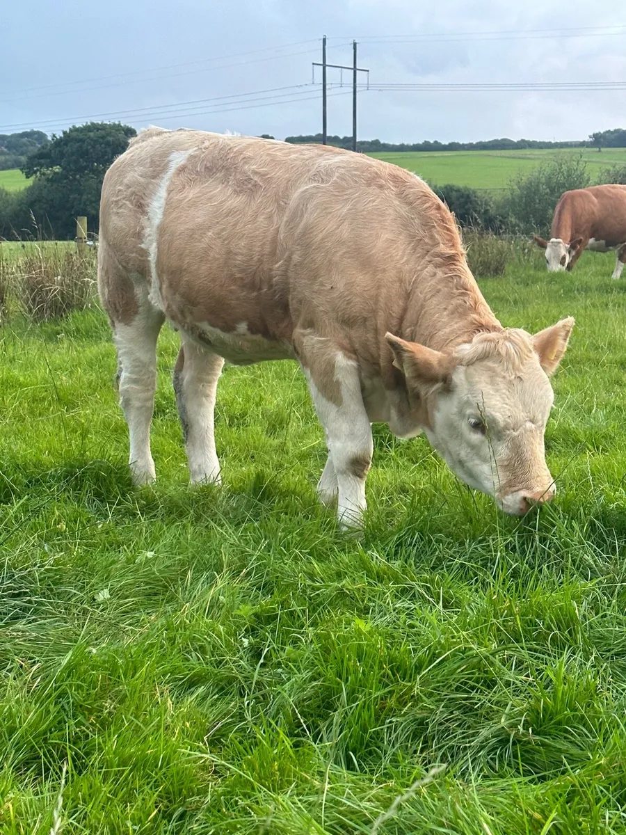 PBR Simmental weanling heifers - Image 3
