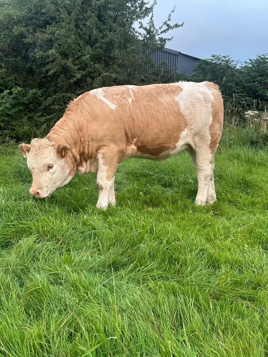 PBR Simmental weanling heifers - Image 1
