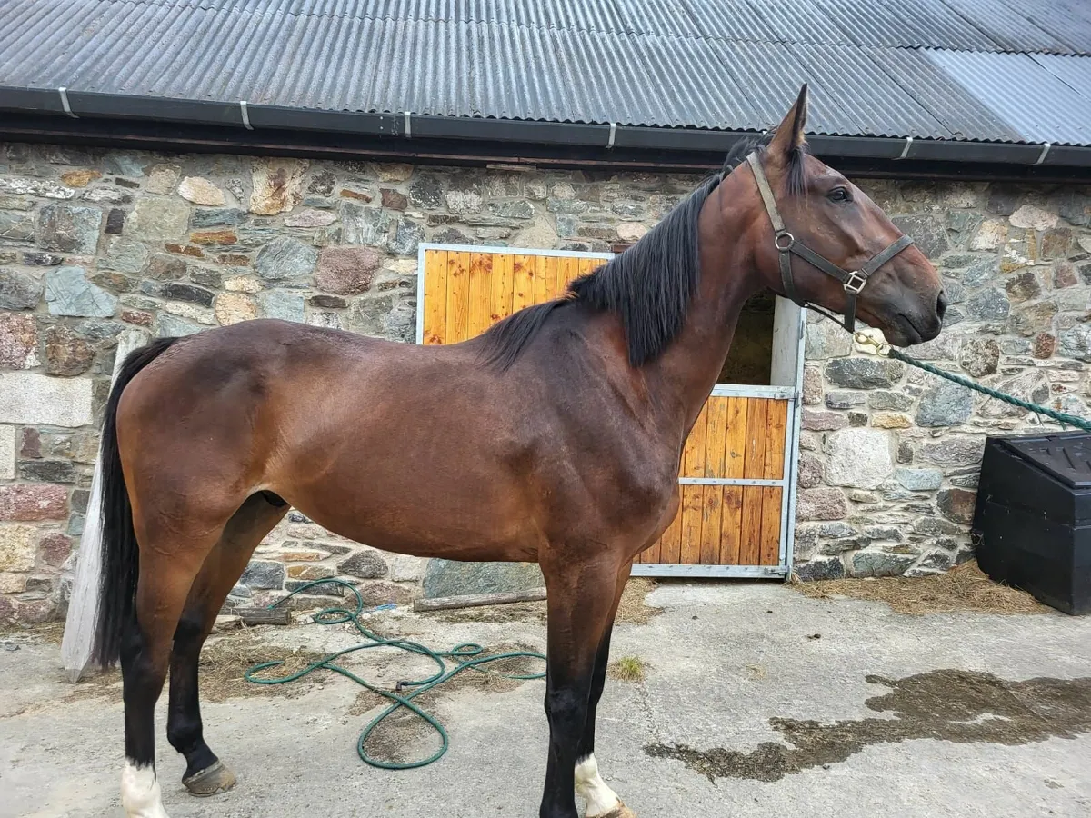 4 year old Island Commander gelding - Image 1