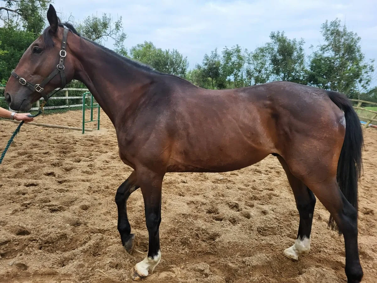 4 year old Island Commander gelding - Image 2