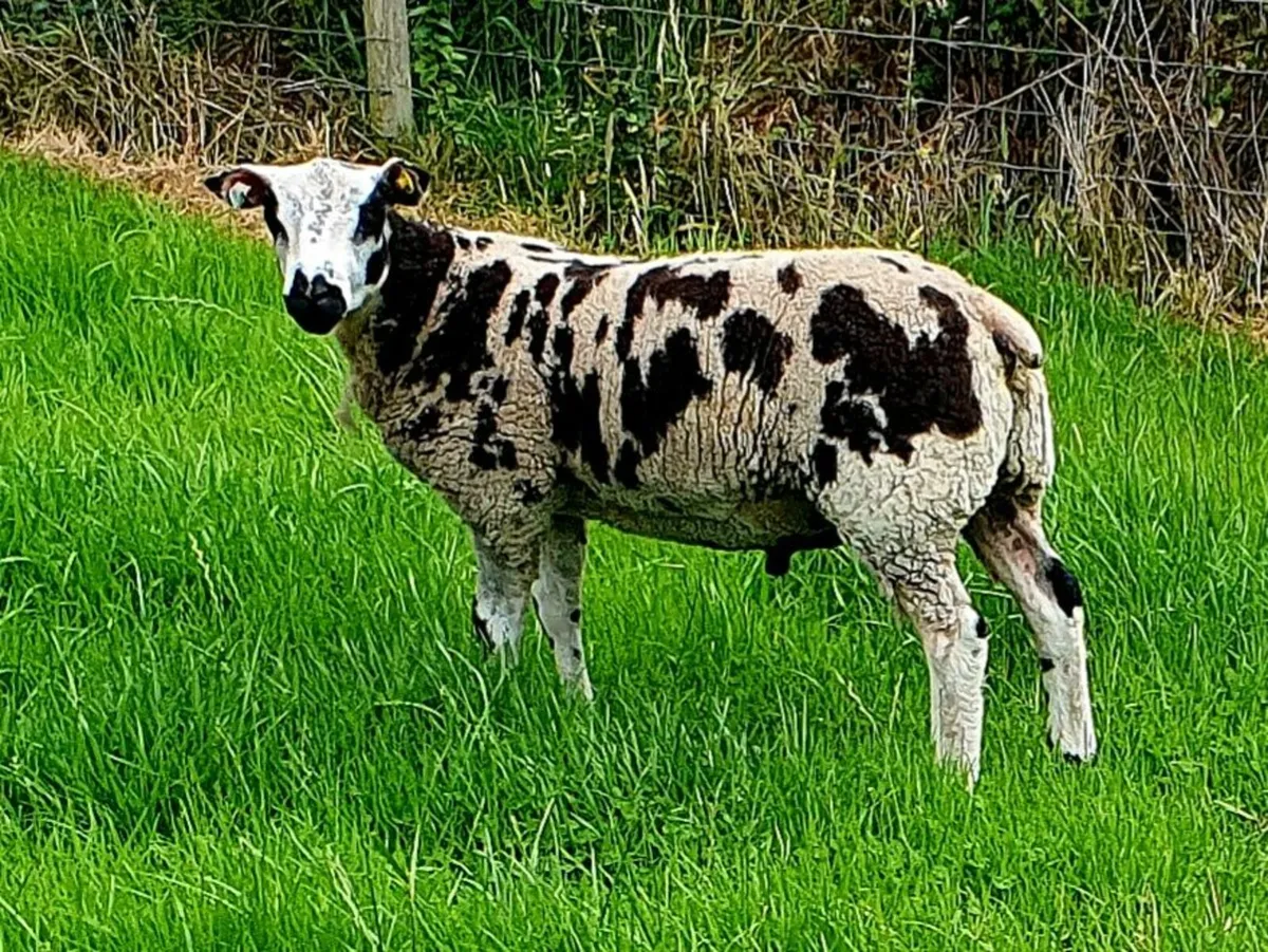 Dutch Spotted Ram - Image 2