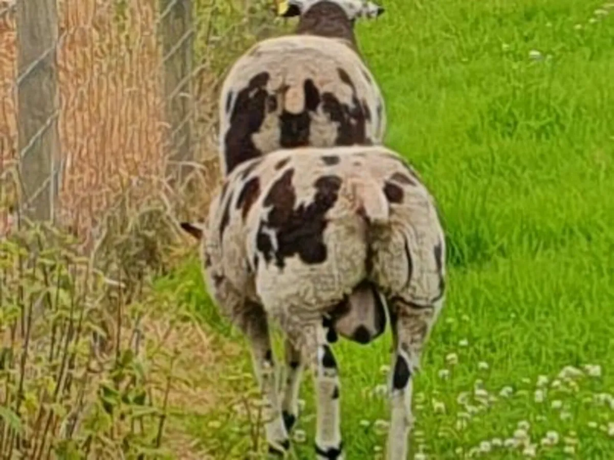 Dutch Spotted Ram - Image 3