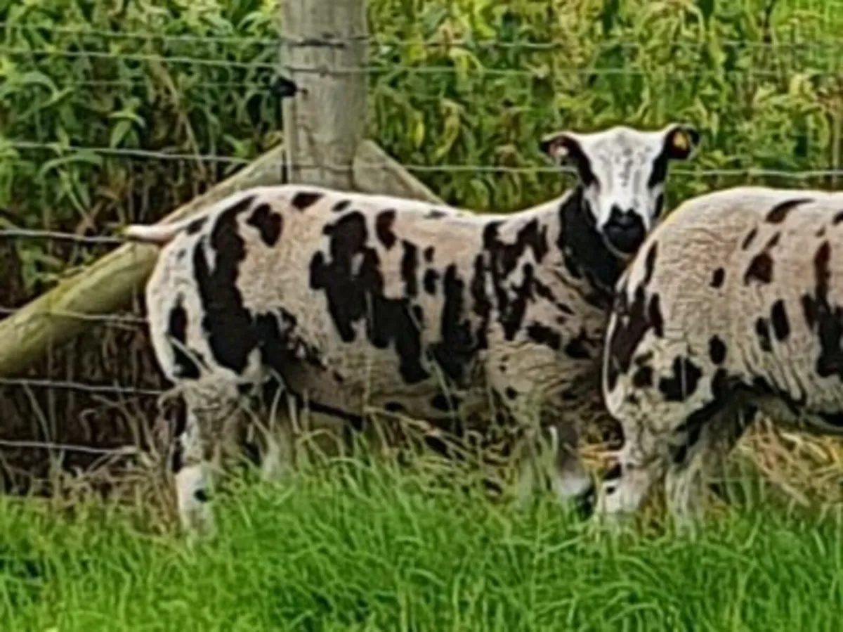 Dutch Spotted Ram - Image 4