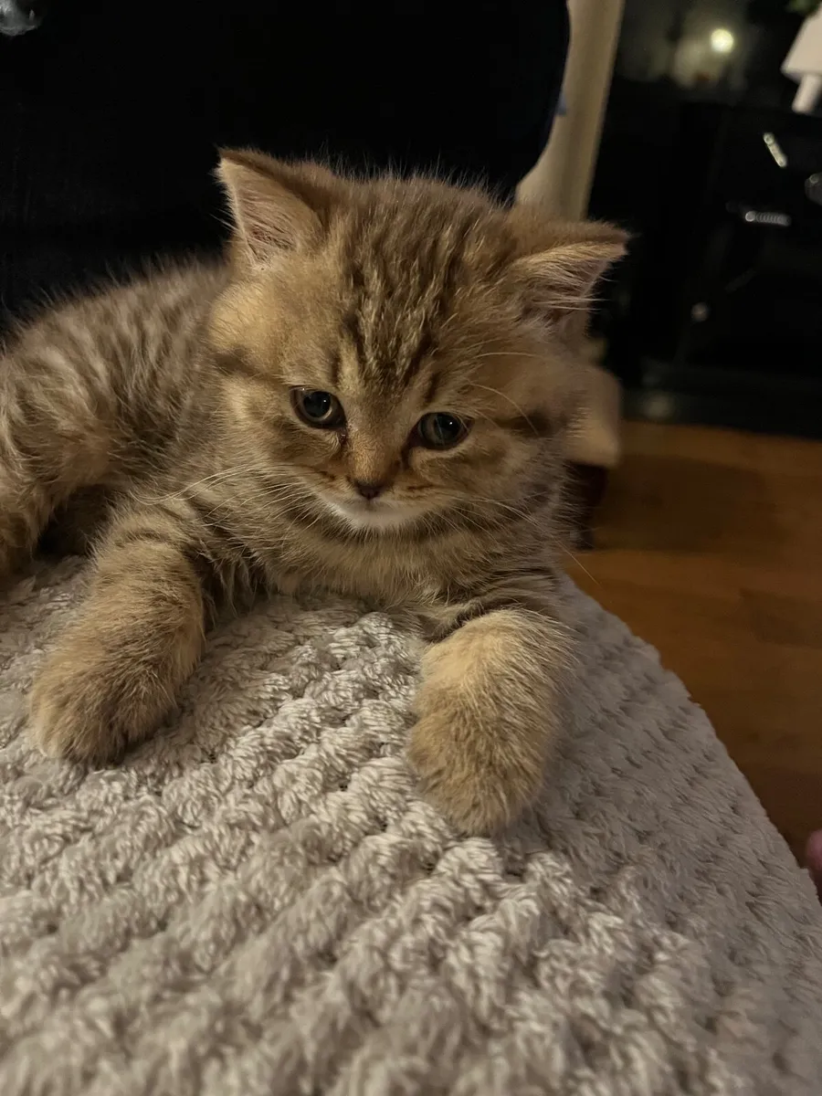 British Shorthair kitten - Image 2