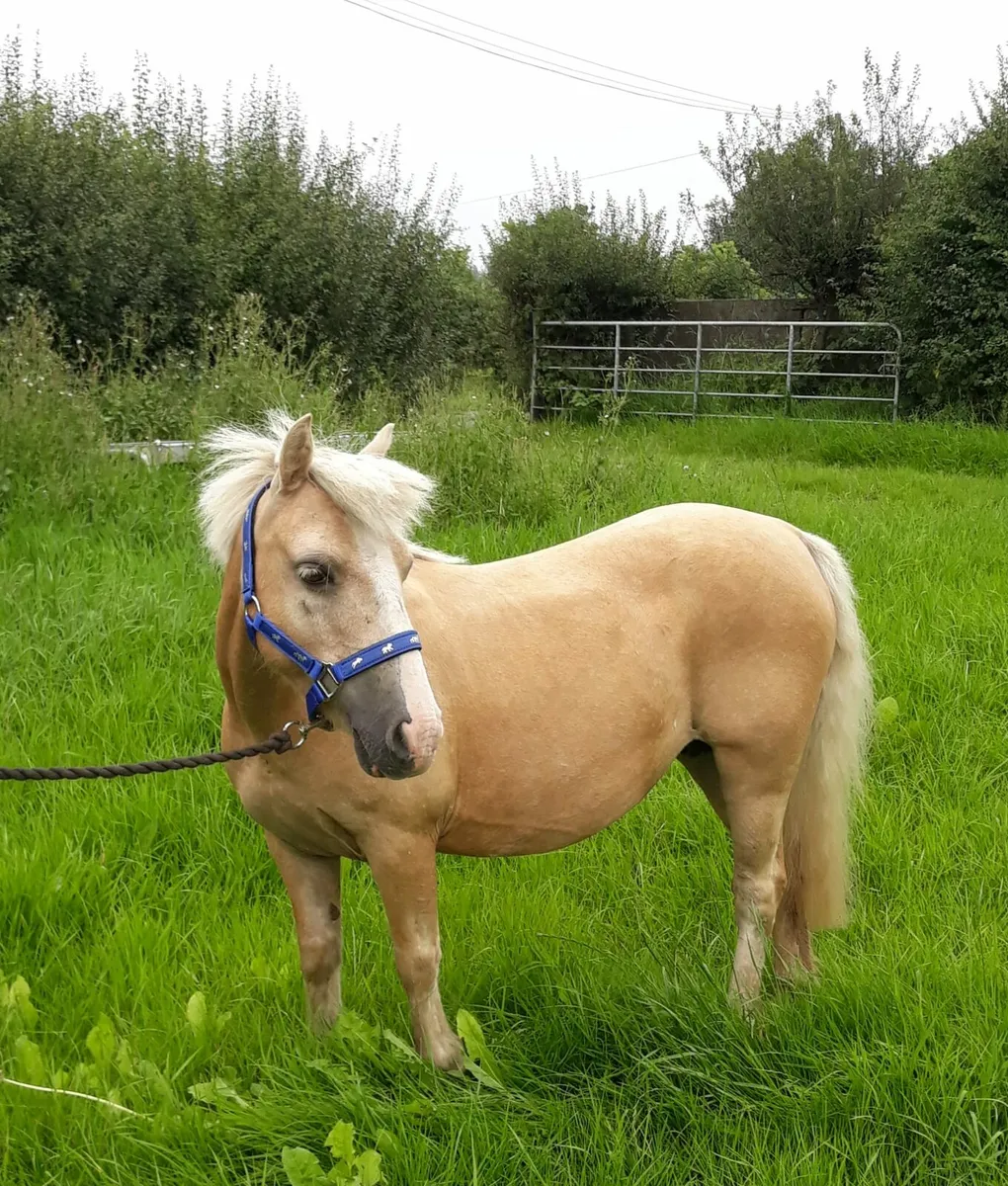 Stunning leadrein kids pony - Image 3