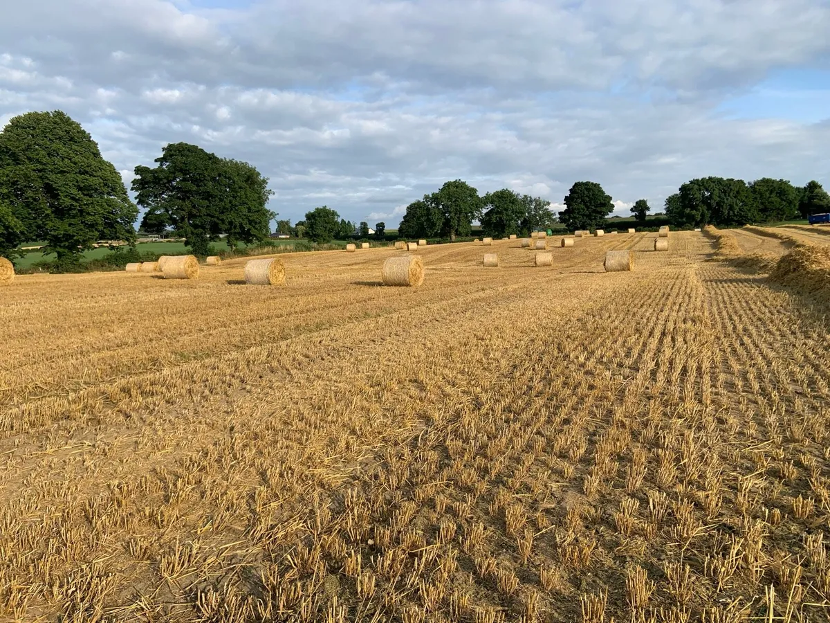 Top quality barley straw - Image 1