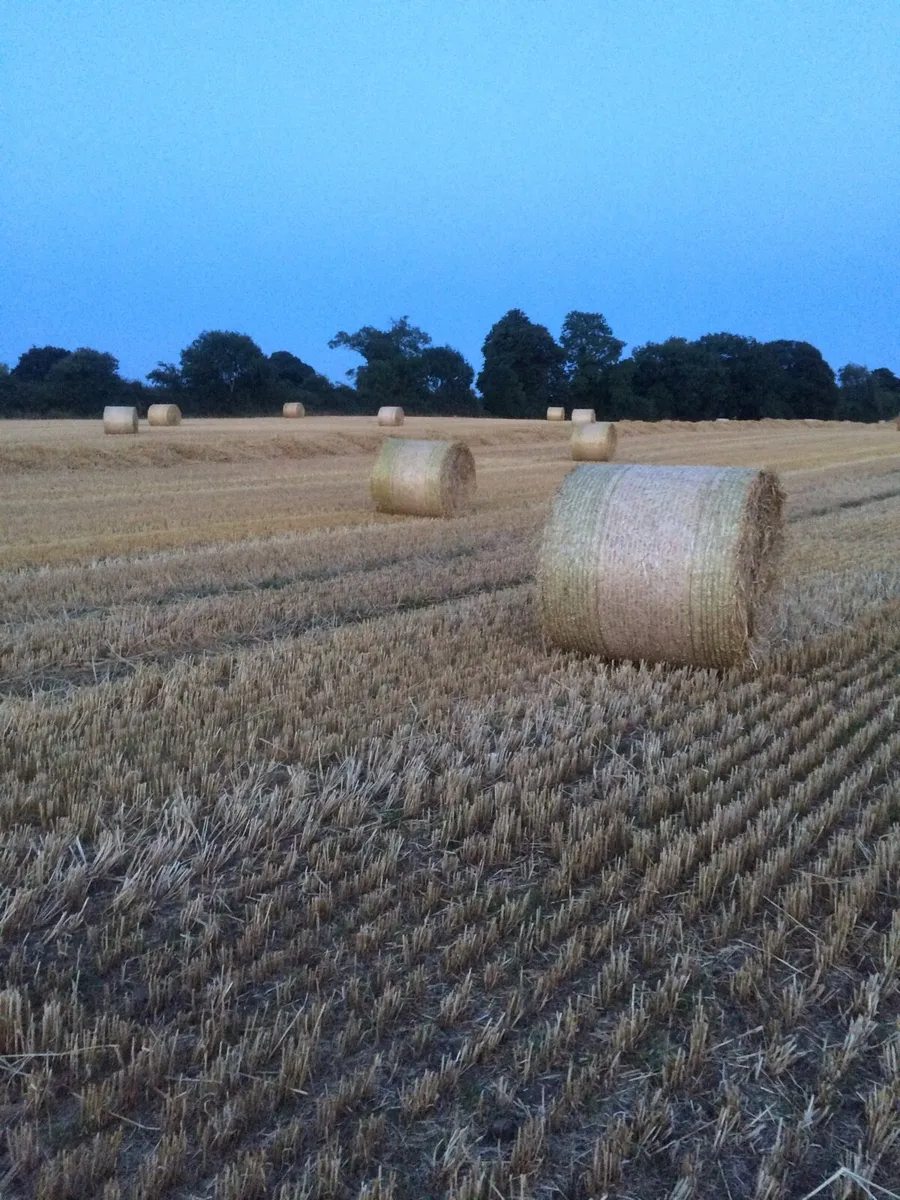 Top quality barley straw - Image 2