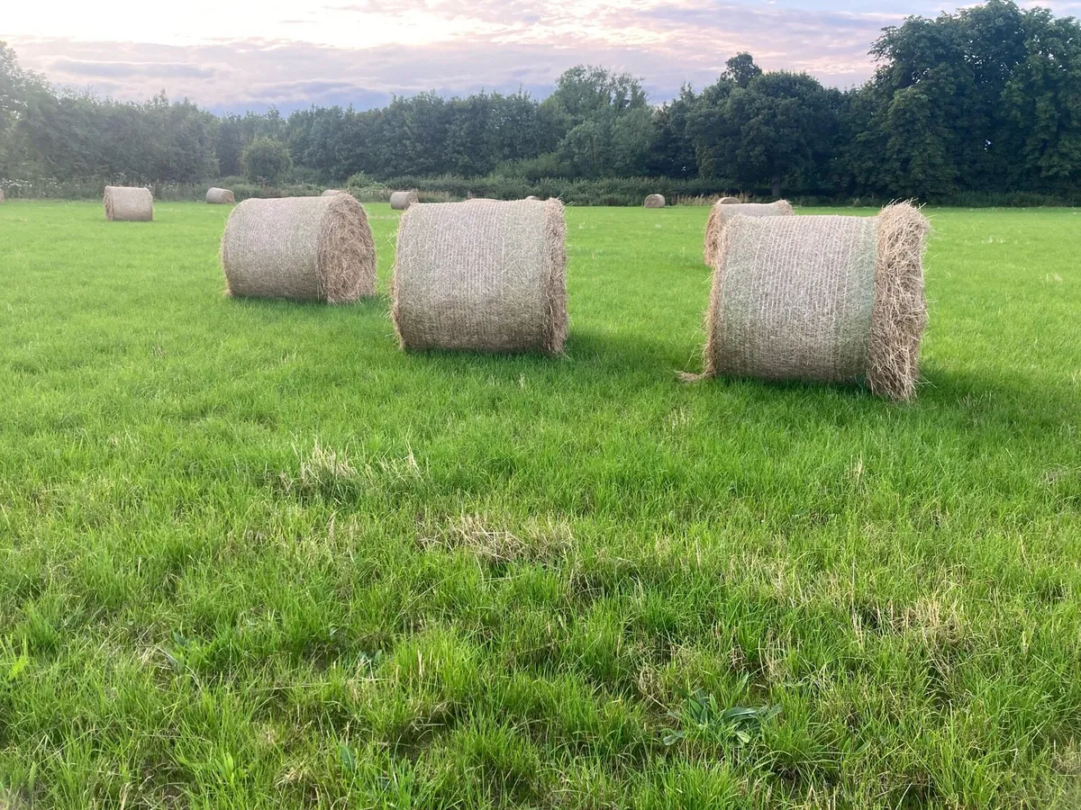 Hay - Image 1