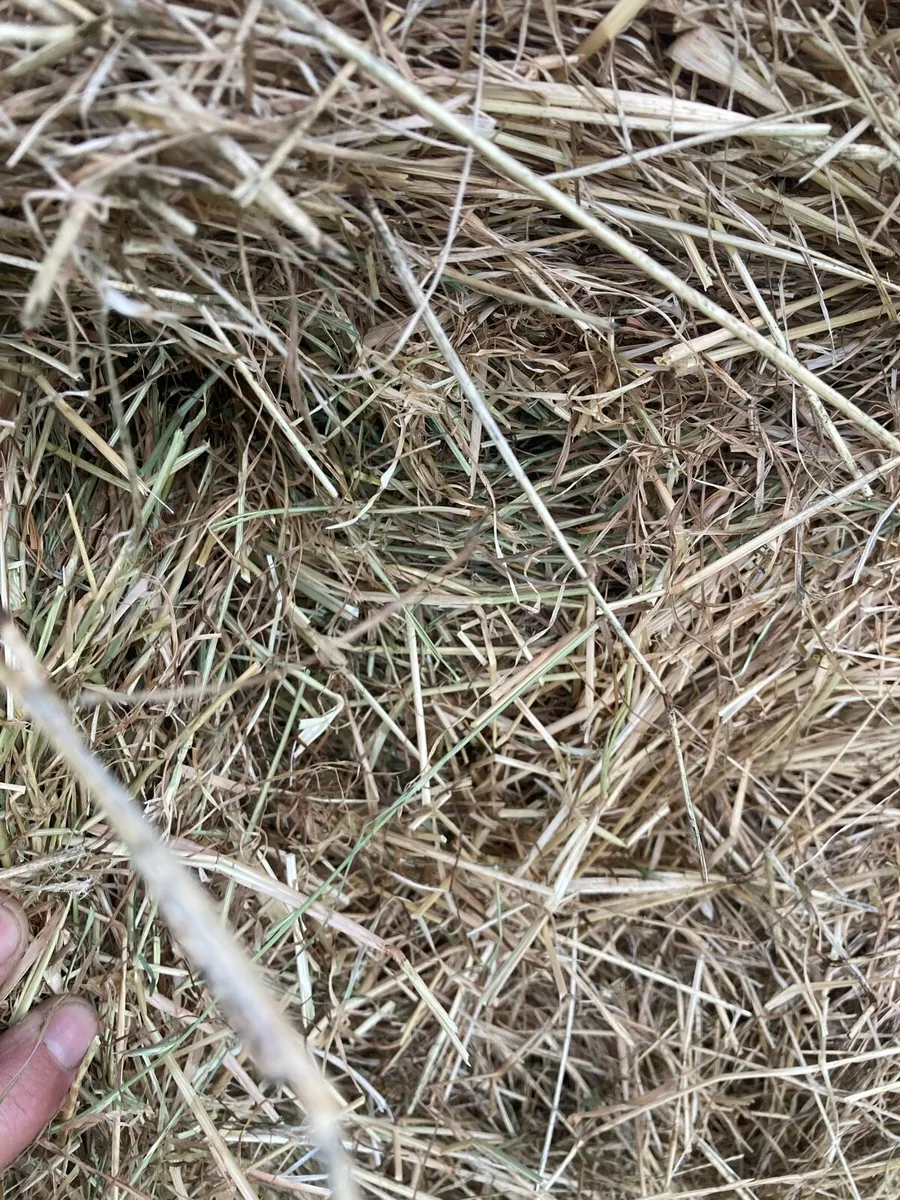 Hay - Image 2