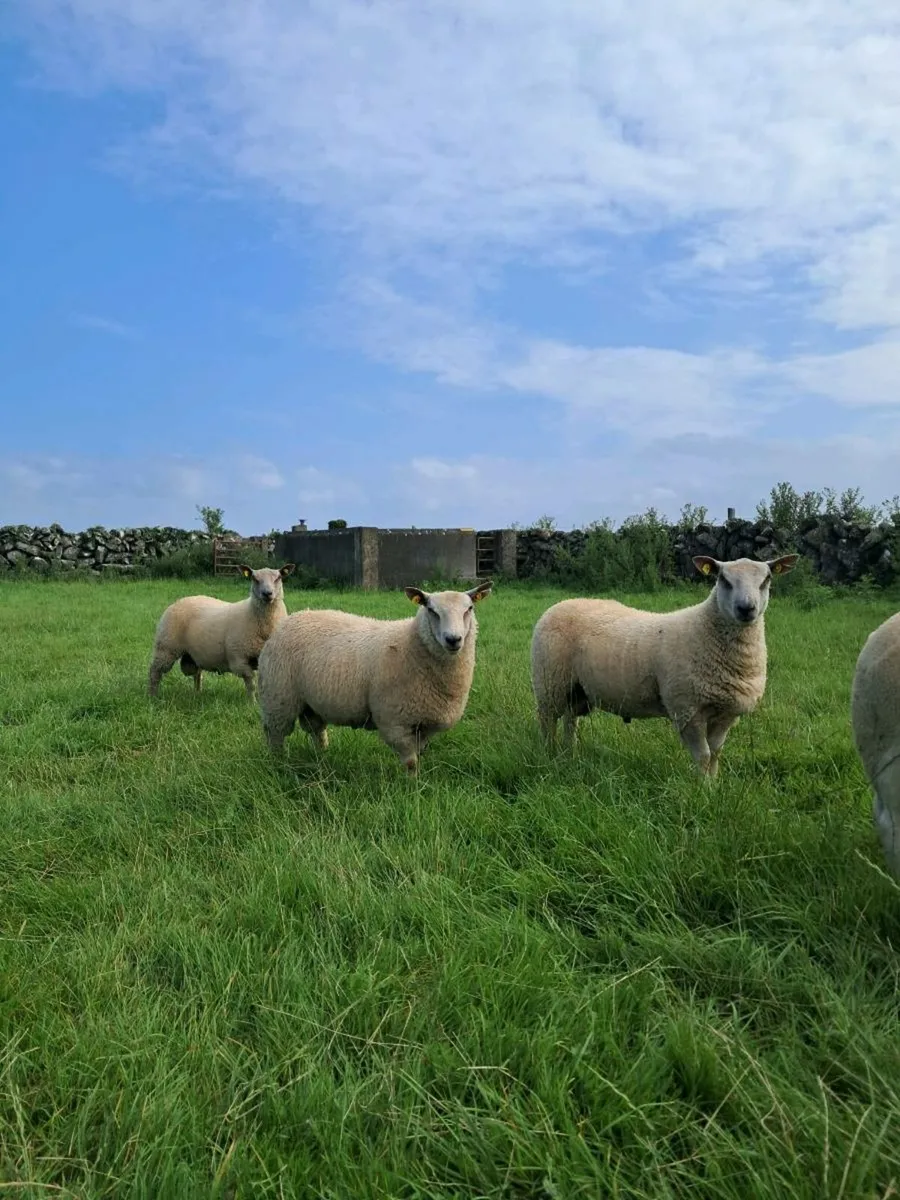 PUREBRED RAM LAMBS - Image 1