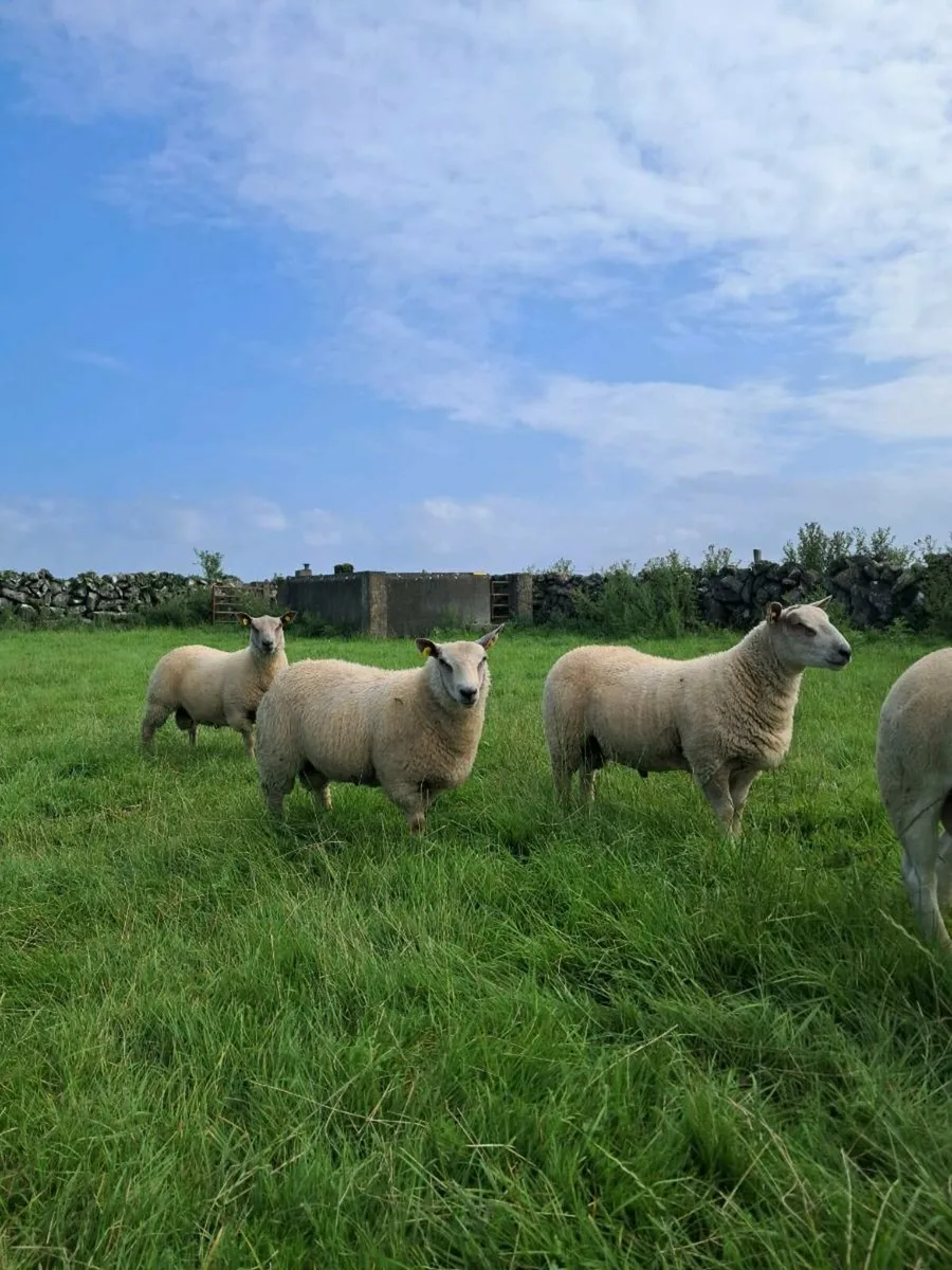 PUREBRED RAM LAMBS - Image 2