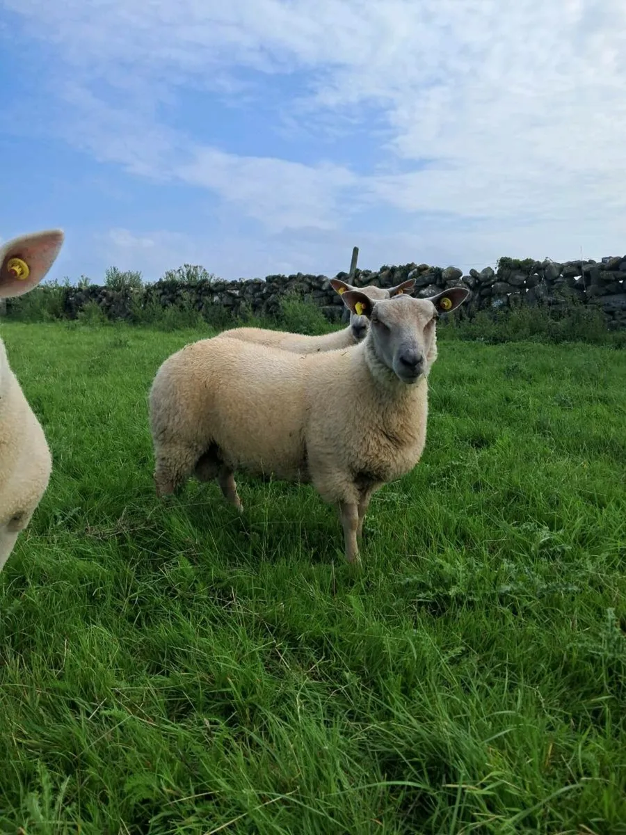 PUREBRED RAM LAMBS - Image 3