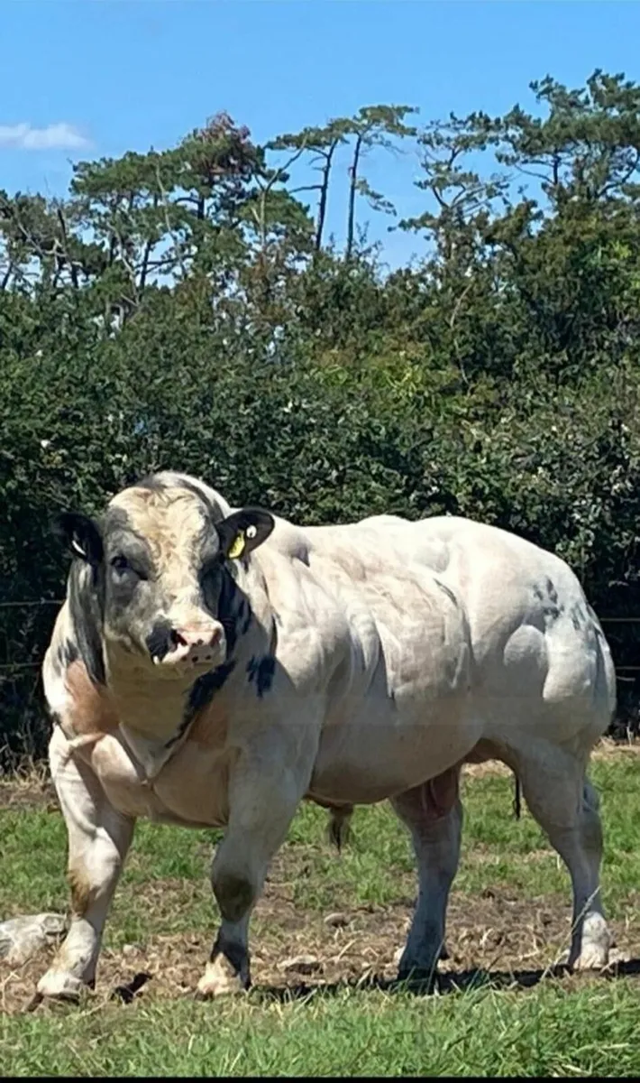 Two Blue Bulls for sale - Image 1