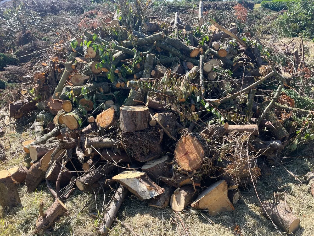 Fire wood - Image 2