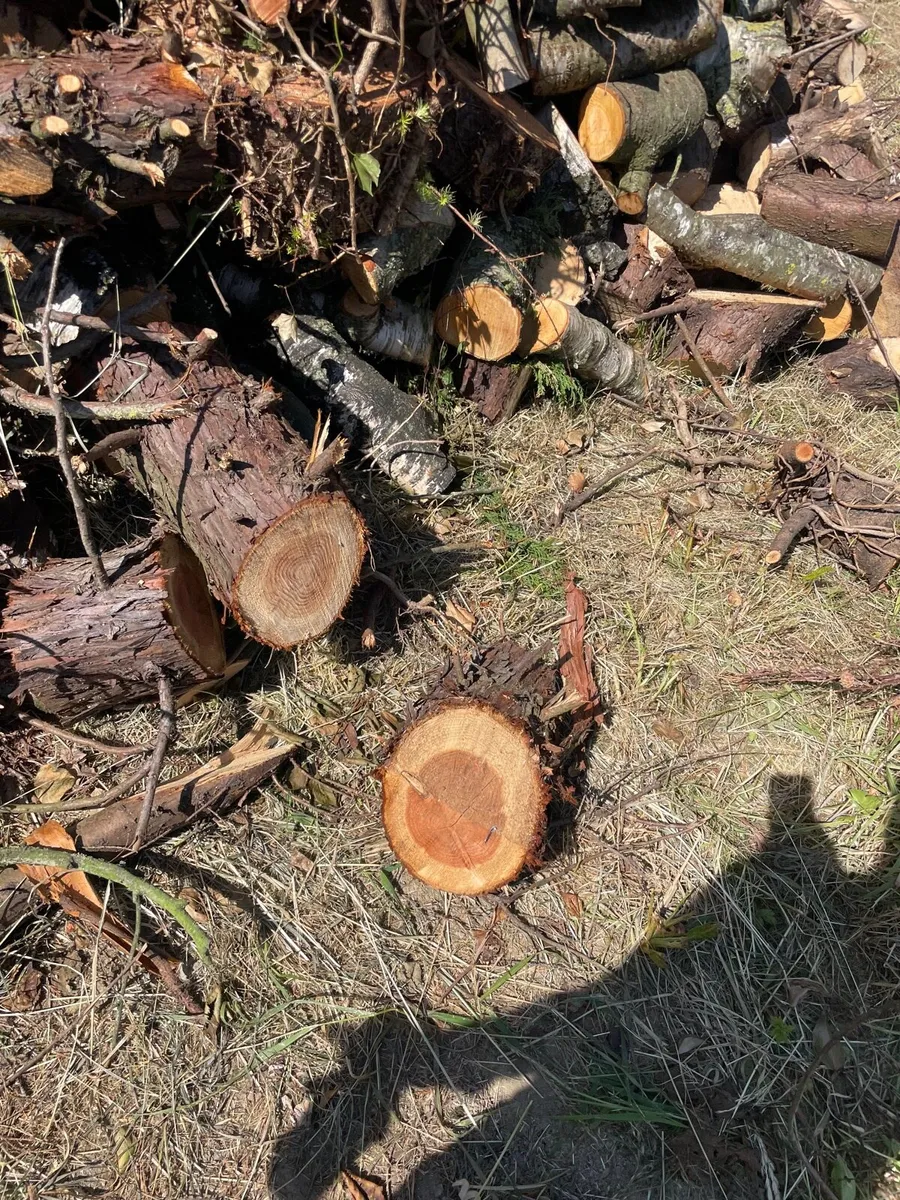 Fire wood - Image 4