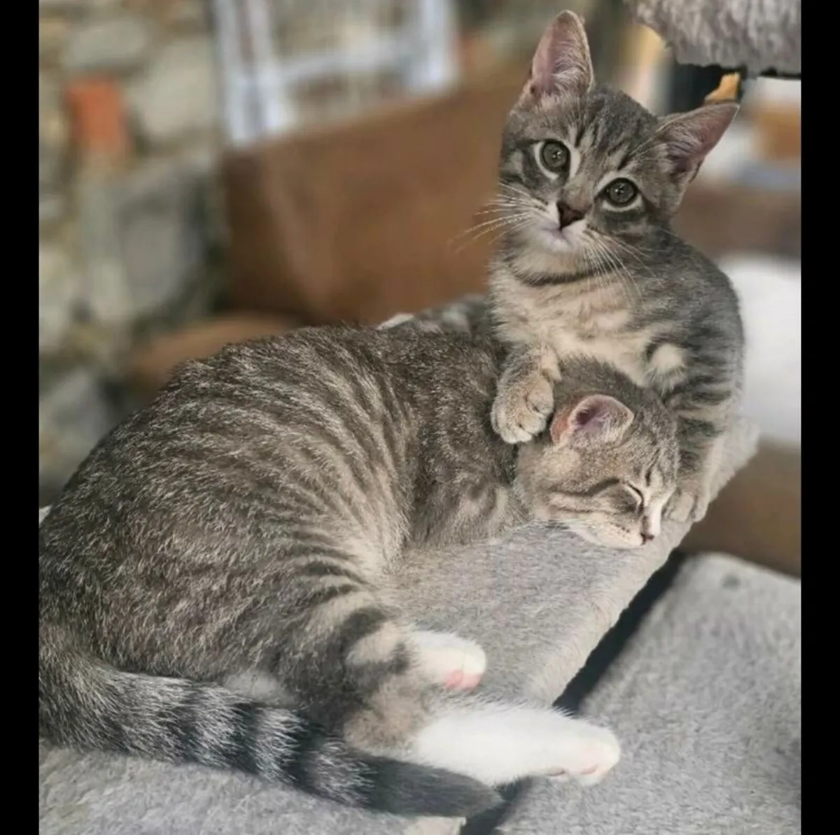 Cat - Image 1